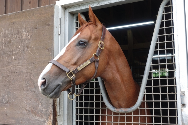 NF早来（2019年7月） アルテヴェルト