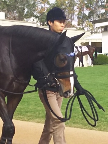 パドック ラフェリシテ