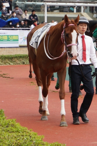 テメノス　３歳未勝利中京パドック➀ テメノス