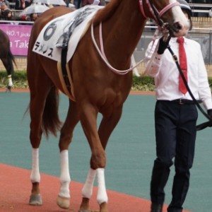 テメノス　３歳未勝利中京パドック⑥