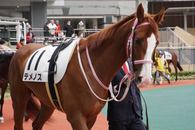 テメノス　３歳未勝利3/23中京パドック② テメノス