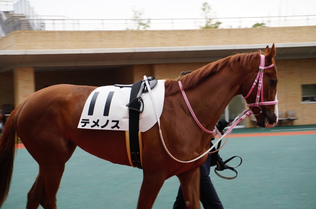 テメノス　３歳未勝利3/23中京パドック⑧ テメノス