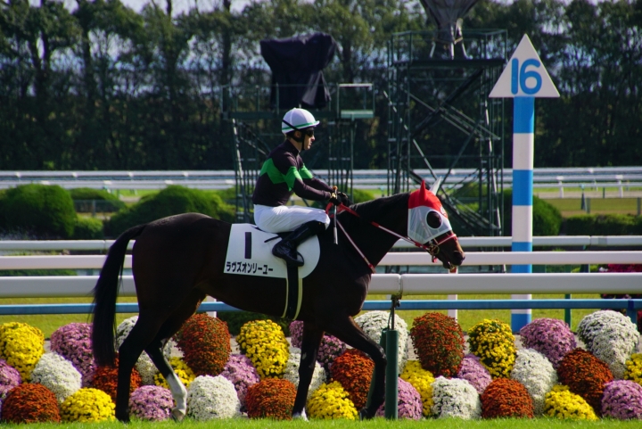 本馬場入場 ラヴズオンリーユー