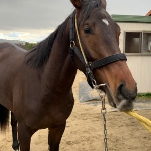 山岡トレセン20181208