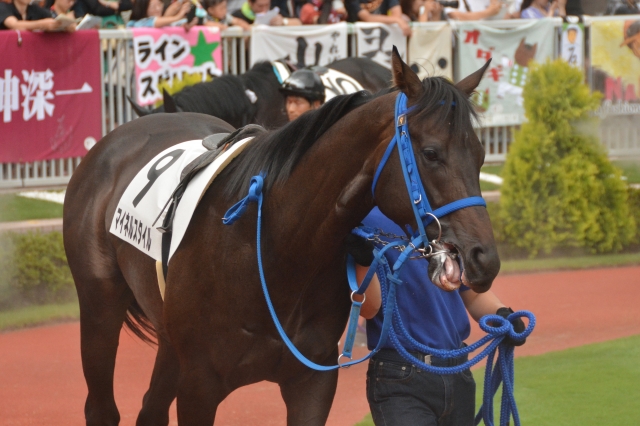 パドック騎乗前２ マイネルスタイル