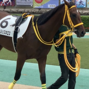 東京競馬場 パドックにて