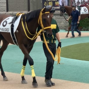 東京競馬場 パドックにて