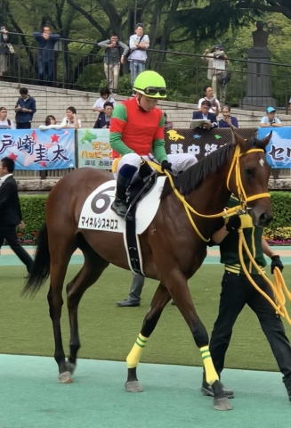 東京競馬場 パドックにて マイネルシスネロス