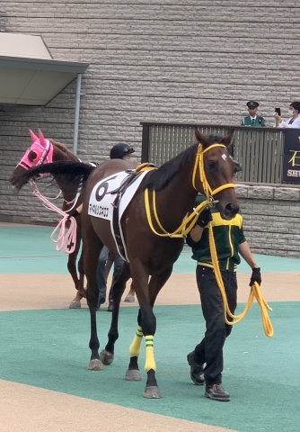 東京競馬場 パドックにて マイネルシスネロス