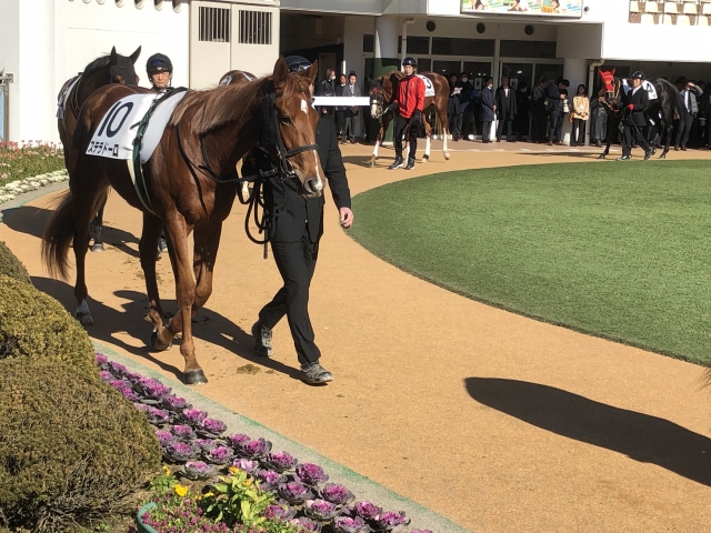 パドック ステラドーロ