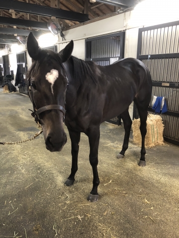 ノーザンファーム天栄 ポレンティア