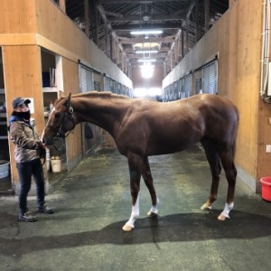 ノーザンファーム空港