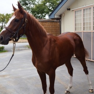 ノーザンファーム天栄