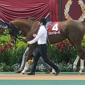 京王杯スプリングカップ