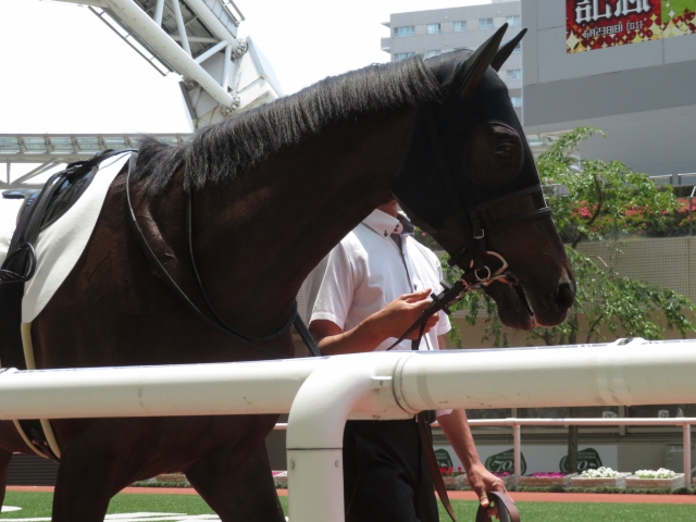 パドック リアアメリア