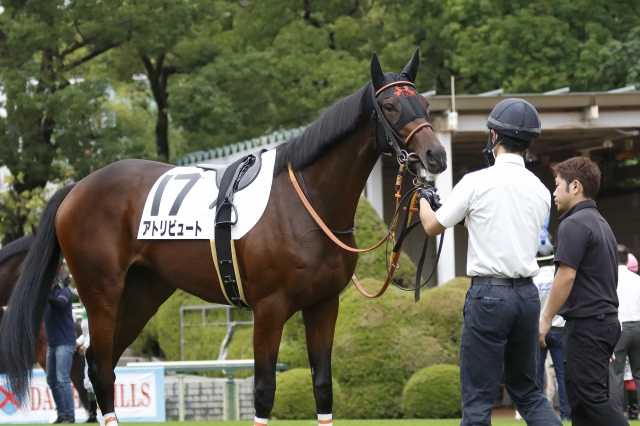 パドック アトリビュート