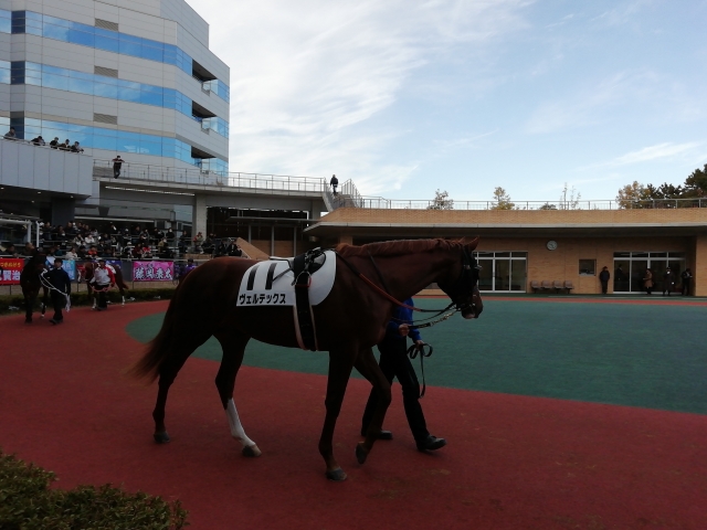 2019/12/15 2歳未勝利 ヴェルテックス