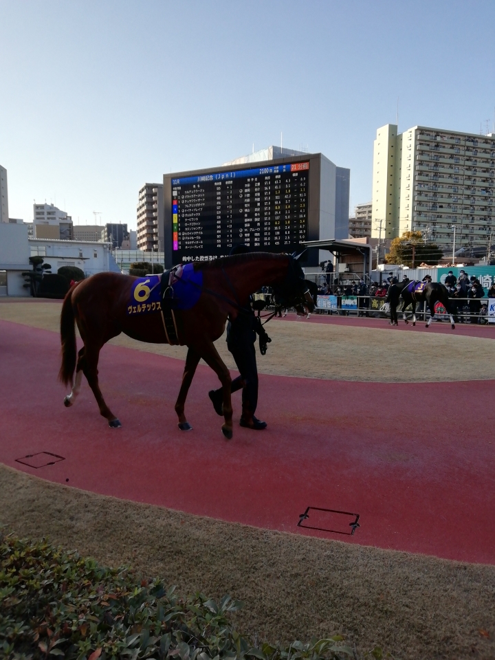 2022/2/2 川崎記念(Jpn1) ヴェルテックス