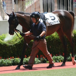 新馬戦パドック