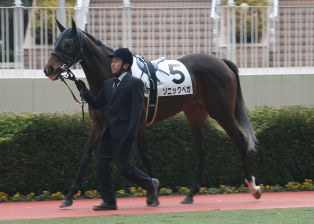 未勝利戦パドック ソニックベガ