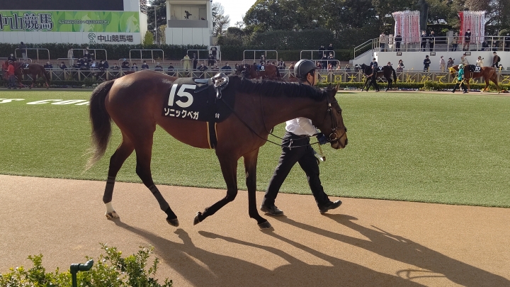 中山 上総Sパドック ソニックベガ