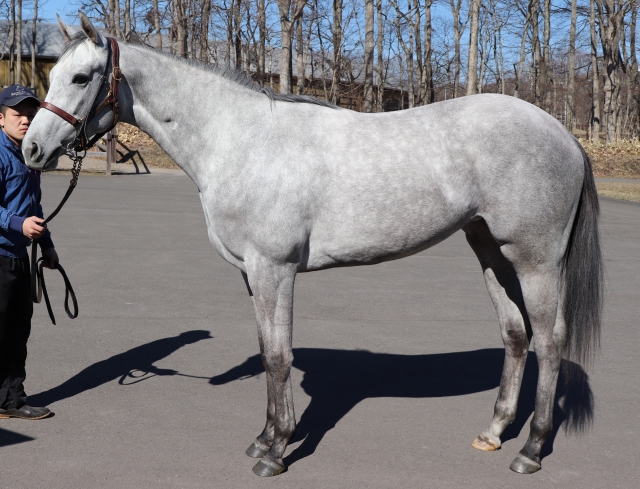 ノーザンファーム ローヌグレイシア