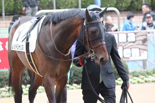 パドック レッドジャンヌ