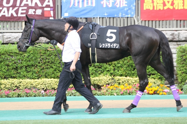 パドック レッドライデン