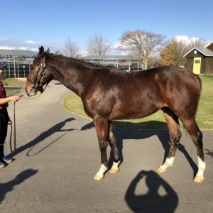 社台ファームにて