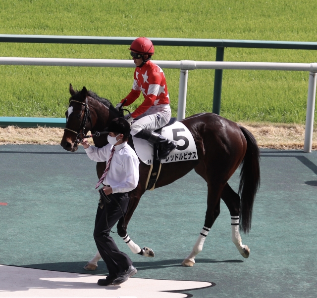 返し馬 レッドルピナス