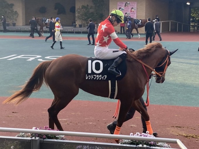 レッドフラヴィア　パドックにて レッドフラヴィア