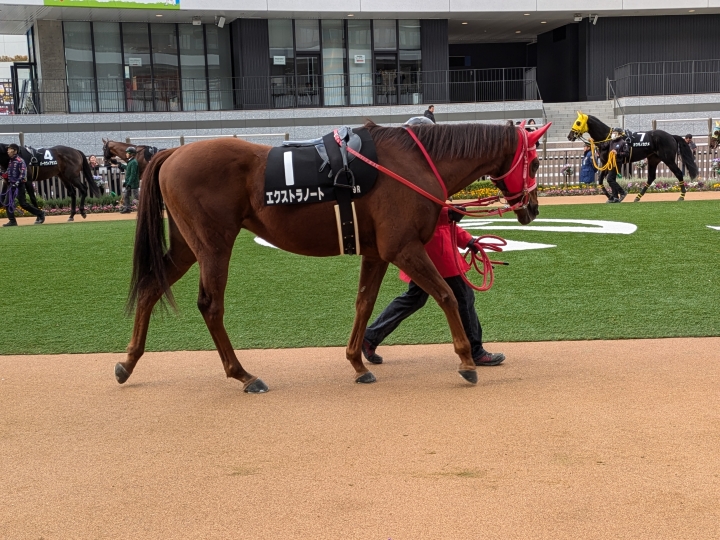 京都9R 小倉山特別パドック エクストラノート