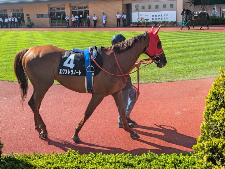 新潟10R 両津湾特別　パドック エクストラノート