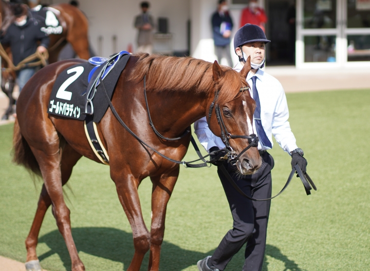 2022/3/21 韓国馬事会杯(3勝クラス) ゴールドパラディン