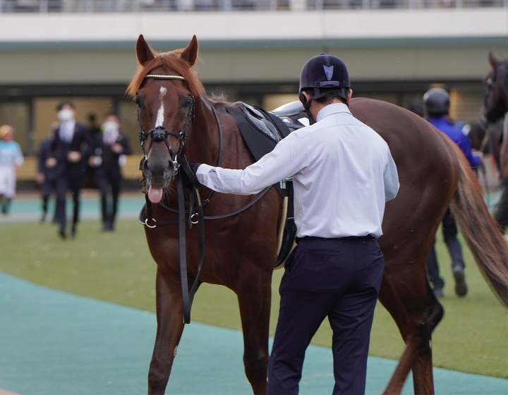 2022/11/13 銀嶺S(3勝クラス) ゴールドパラディン