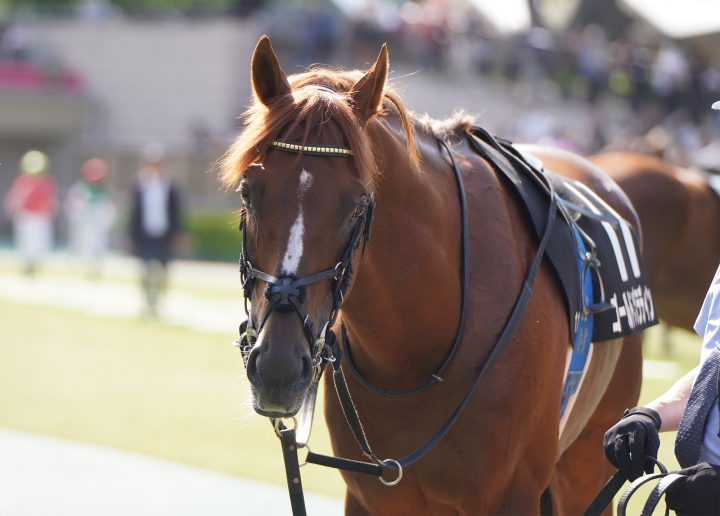 2023/5/27 欅S(OP) ゴールドパラディン