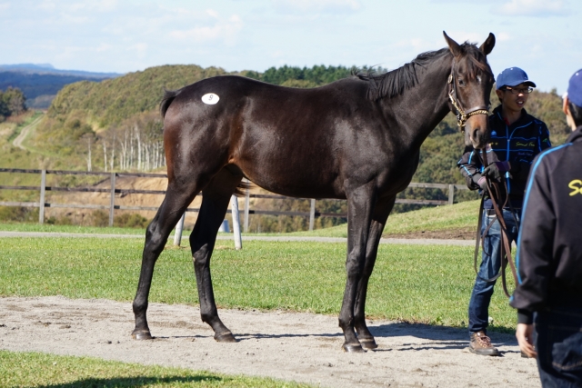 募集馬見学ツアー バルンストック
