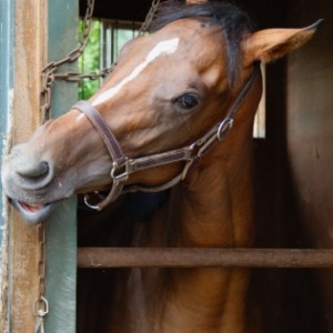 2019年7月末ノルマンディファーム