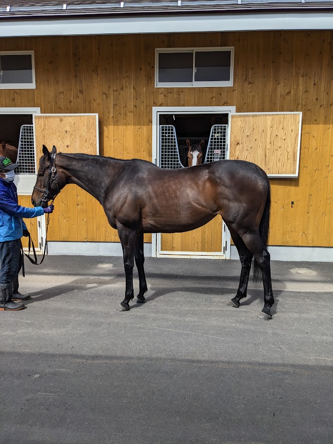 ノルマンディーレーシング　ファッションフェイス　デアリングタクト 競走馬：デアリングタクト｜netkeiba