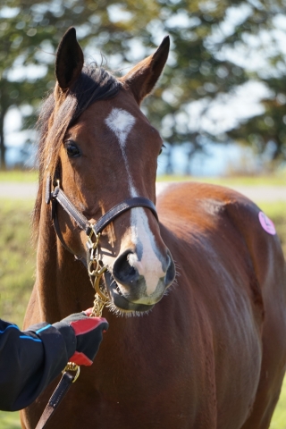 募集馬見学ツアー リアトリス