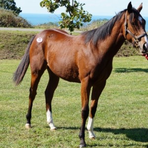 募集馬見学ツアー2