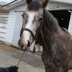 ノルマンディーファーム小野町