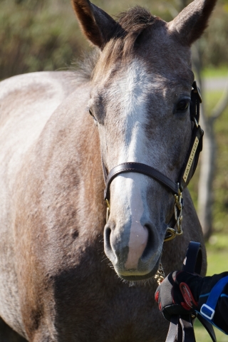 募集馬見学ツアー グリエクレール