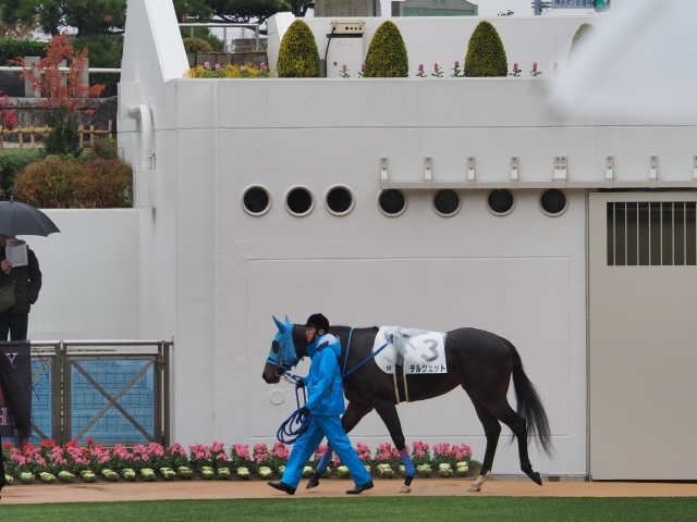 新馬戦＿パドック テルツェット