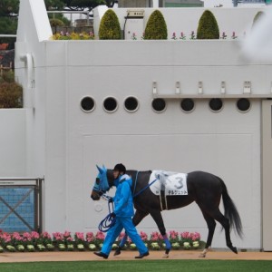 新馬戦＿パドック