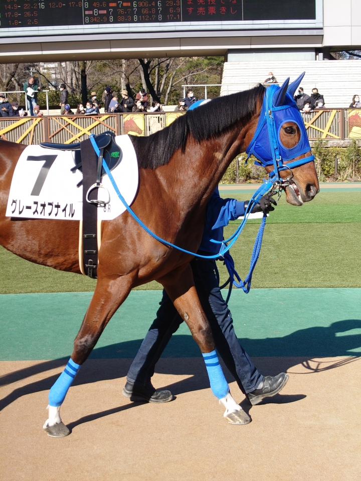 2023/2/5 4歳以上2勝クラス(牝) グレースオブナイル