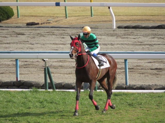 1月13日　１勝クラス　レース後 グランマリアージュ