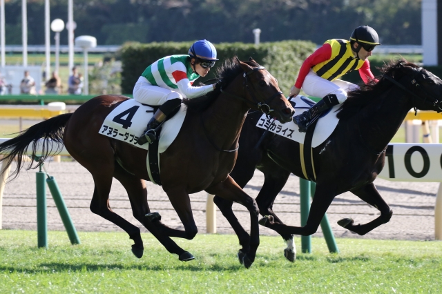 2019年11月16日 2歳1勝クラス 直線 アヌラーダプラ