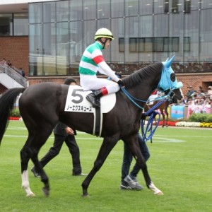 新馬戦パドック