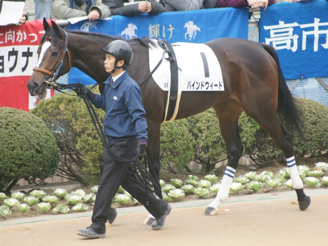 新馬戦パドック バインドウィード